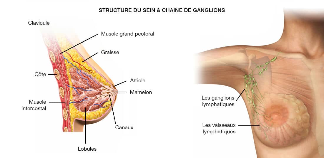 Structure du sein et ganglions lymphatiques